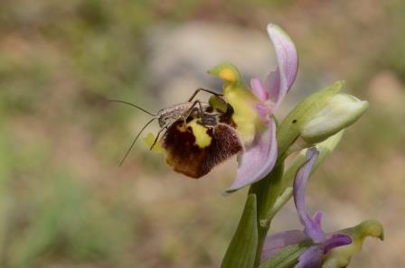 Ophrys druentica avec sauterelle